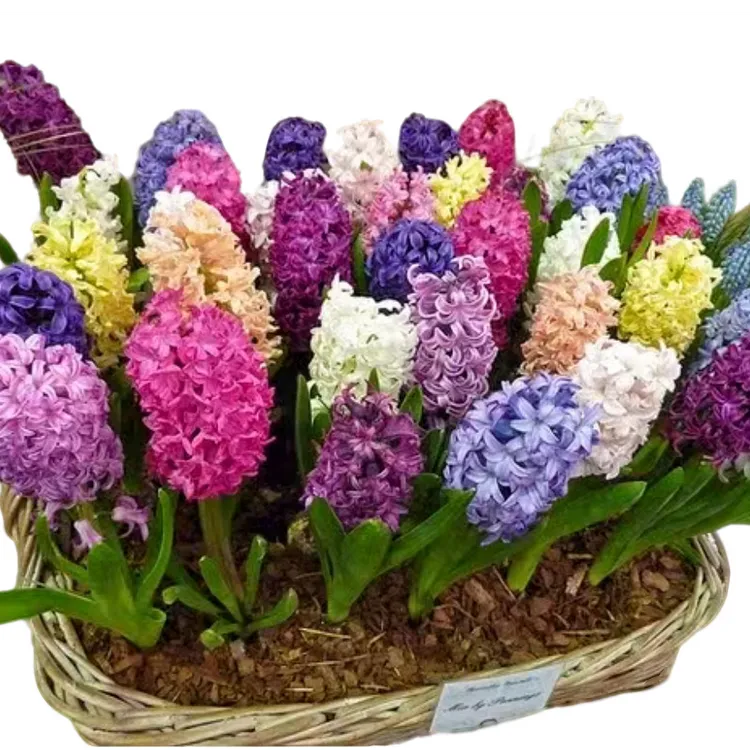 雪雪家花园专属 风信子种球  秋冬播种 耐寒可盆栽地栽 多色可选