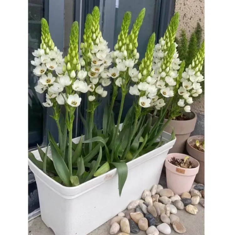 【雪雪家花园专属】圣心百合  种球   盆栽花卉  多年生