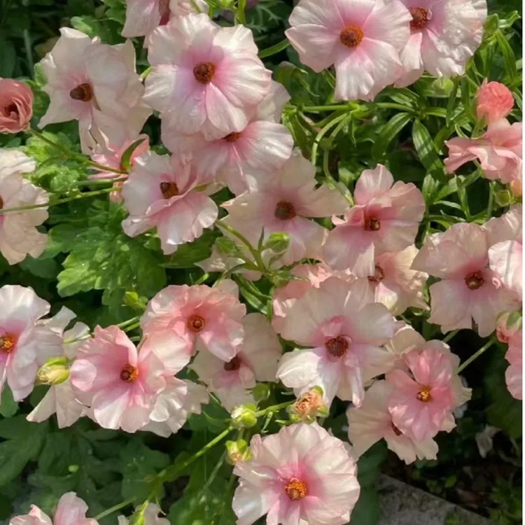 【雪雪家花园】 催芽蝴蝶花毛茛种球 洋牡丹球根花卉庭院阳台植物