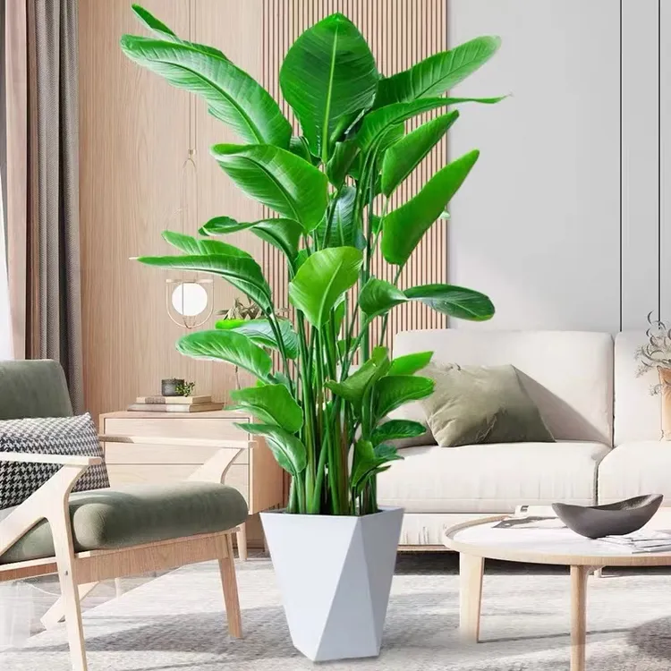 办公室客厅4株天堂鸟高80-90CM绿植室内盆栽净化空气好养鹤望兰
