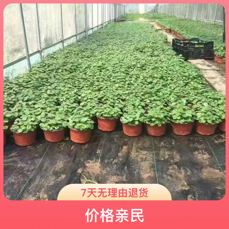 铜钱草水培盆栽水培植物办公室绿植金钱草桌面花卉水养室内招财