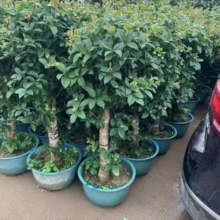 桂花树苗大树浓香型别墅庭院可地载老桩四季桂花植物花园绿植盆栽