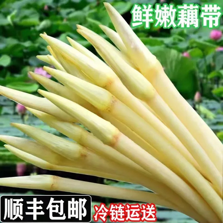 新鲜藕尖藕带【顺丰包邮】湖北特产洪湖现挖藕簪藕肠子藕稍子1斤