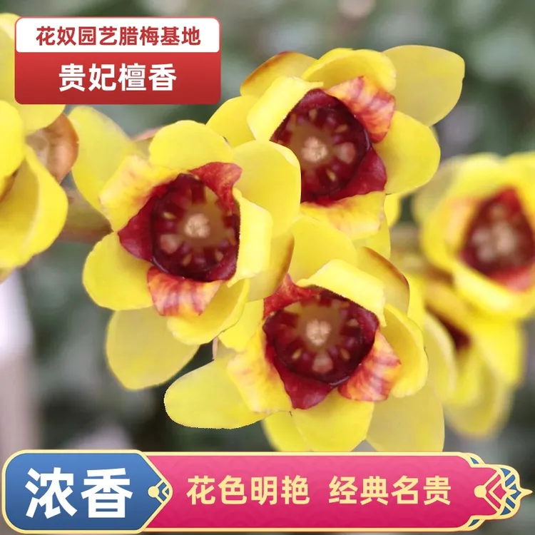 老桩贵妃檀香腊梅花树苗盆栽浓香红色耐寒庭院地栽鄢陵大花奴园艺