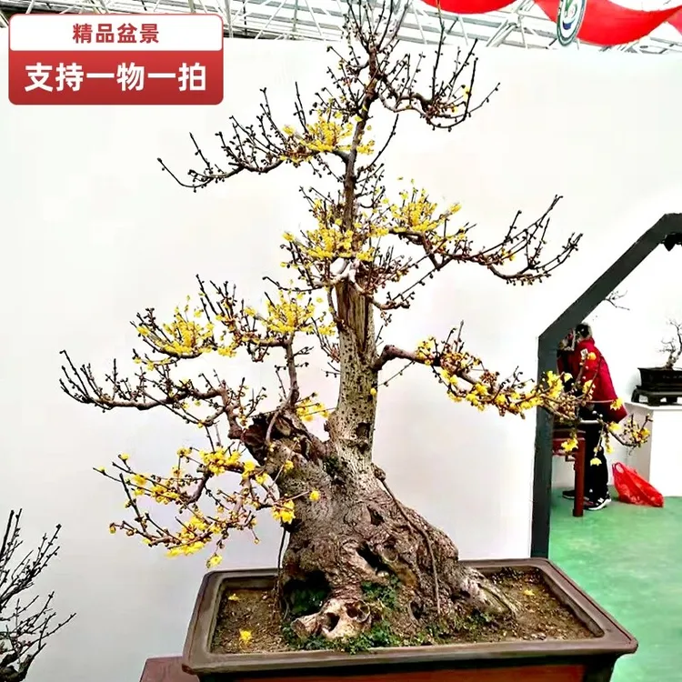 一物一拍中大型盆景老桩素心腊梅花红梅绿梅乌梅鄢陵花奴园艺基地