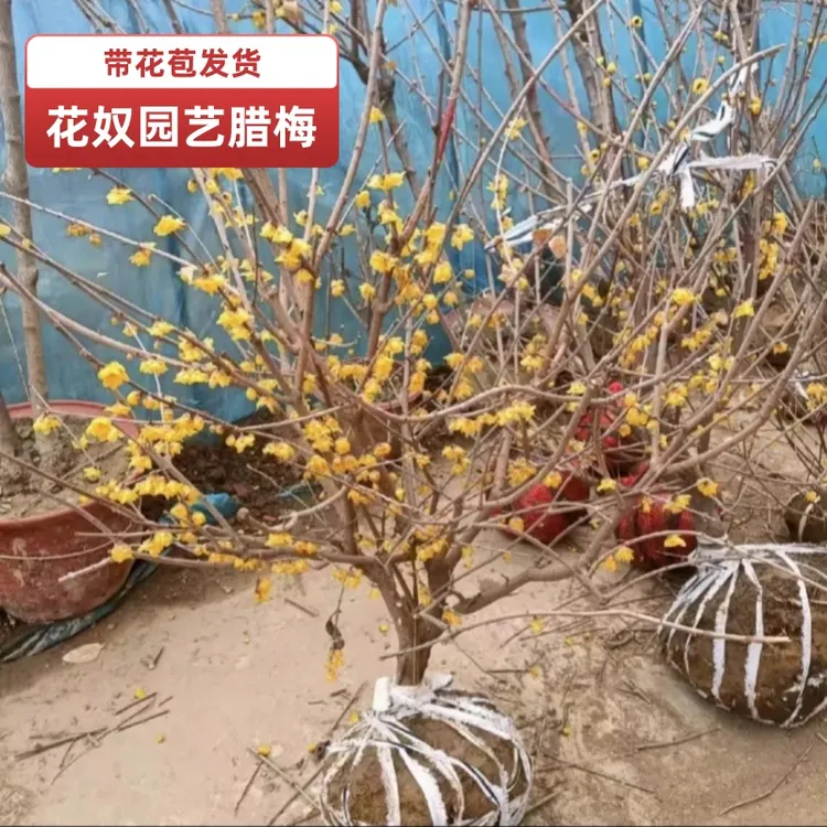 新粉浮力特惠款老桩素心腊梅树苗盆栽嫁接大花浓香冬天开花奴园艺