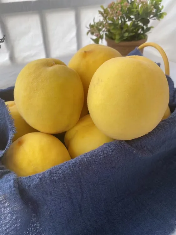 黄金蜜桃脆甜黄毛桃蒙阴蜜桃新鲜水果现摘现发只脆不软当季水果