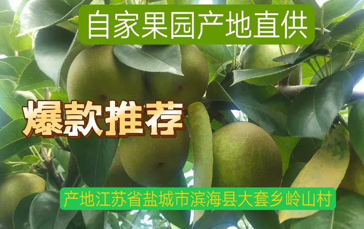 黎宣滨海大套 翠冠梨 脆甜z可口 皮薄汁多 邮政特快
