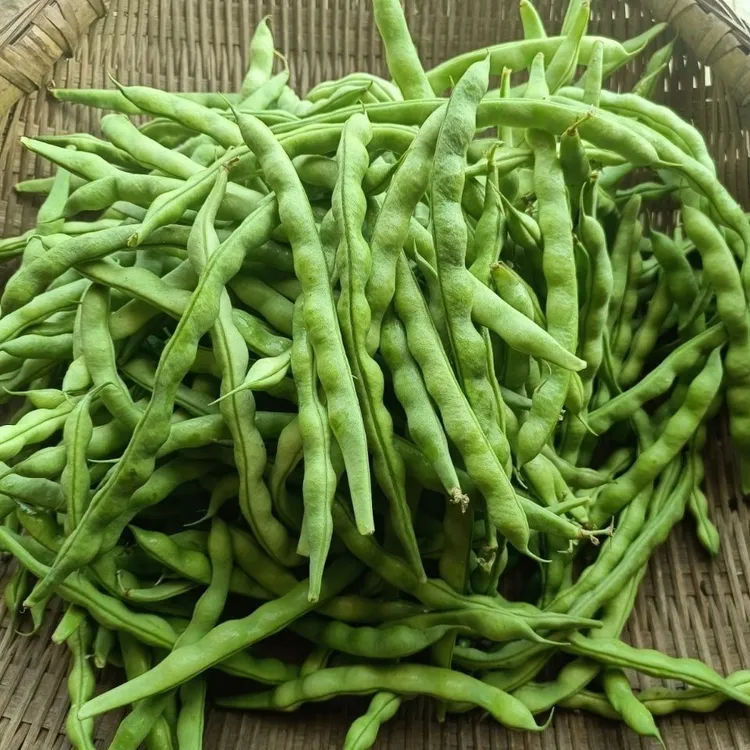 贵州本地四季豆农家种植棒豆青豆子豆片扁豆芸豆花豆新鲜现摘现发