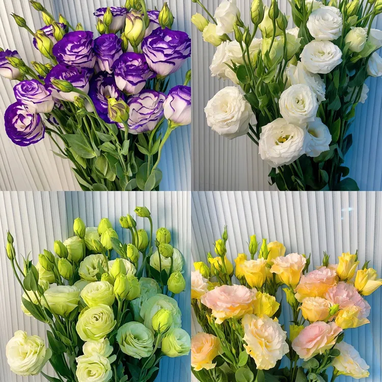 云南昆明鲜花多色洋桔梗直批基地直发速递同城家用插花水养鲜切花