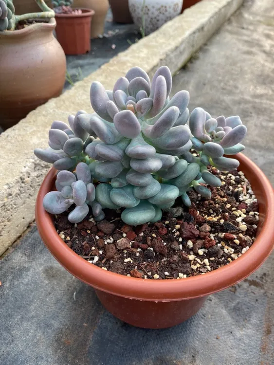 整群无砍月美人多少，非常漂亮