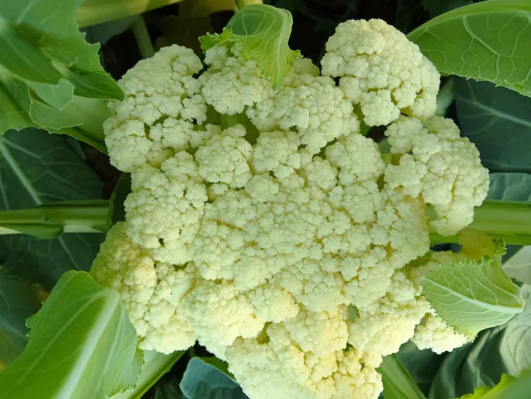 天津本地圆白菜菜花混装京东包邮送到家