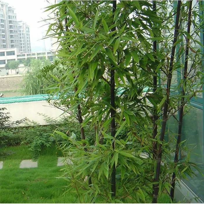 园林绿化苗竹苗四季常青竹子苗紫竹苗庭院种植青竹观赏黄金镶玉竹