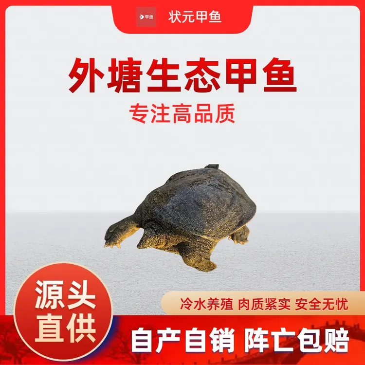 【公鳖】生态外塘公鳖鲜活大甲鱼水鱼团鱼中华老鳖王八水产食用