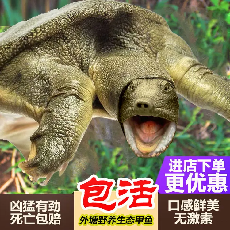 【福利老鳖】生态外塘青黄老鳖鲜活大甲鱼水鱼团鱼中华老鳖水产食用