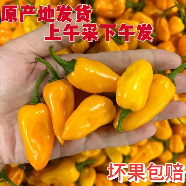 福建特产永安优质魔鬼椒新鲜黄辣椒产地直发比小米辣辣发货原产地