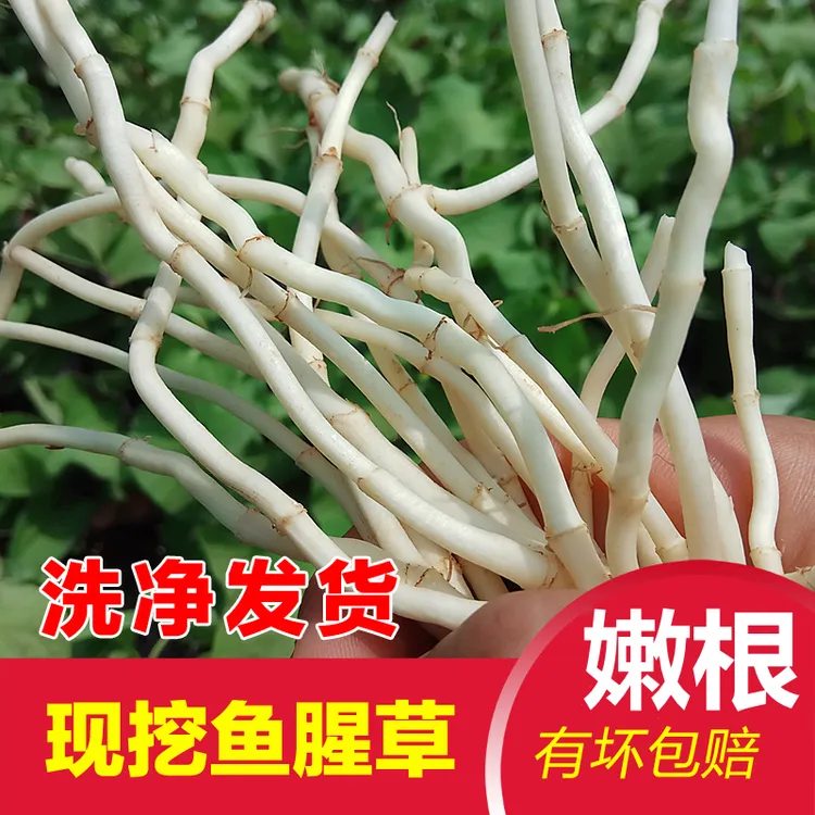折耳根新鲜现挖鱼腥草嫩根当季蔬菜凉拌菜侧耳根鱼香草节节根250g