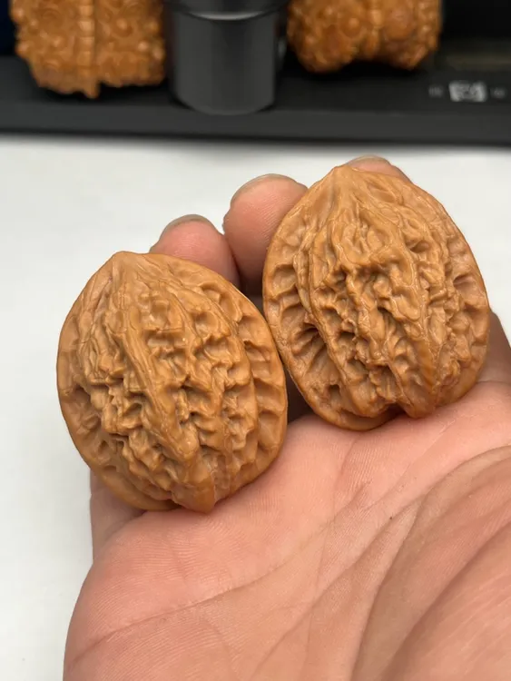 小叶鸡心40尺以下骨质密度好随机发货。