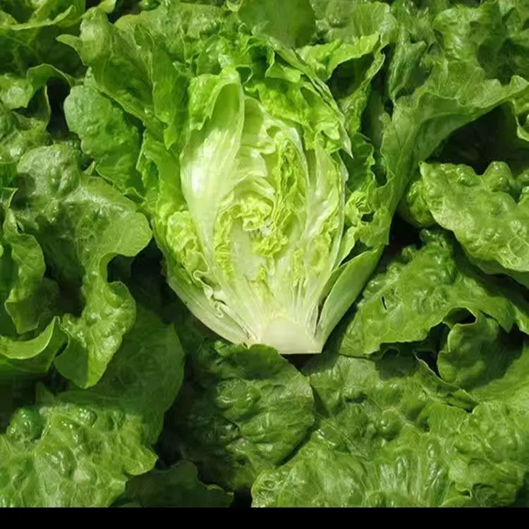 新鲜沙拉菜意大利奶油生菜火锅涮菜特价蔬菜批发零售