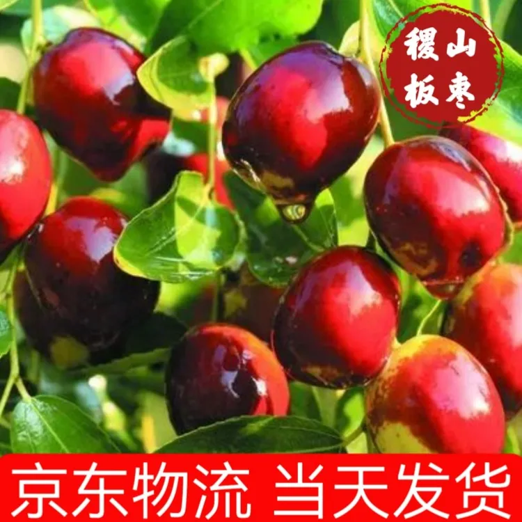 新鲜脆枣子水果脆甜鲜枣山西正宗稷山板枣红枣当季现摘千年枣树