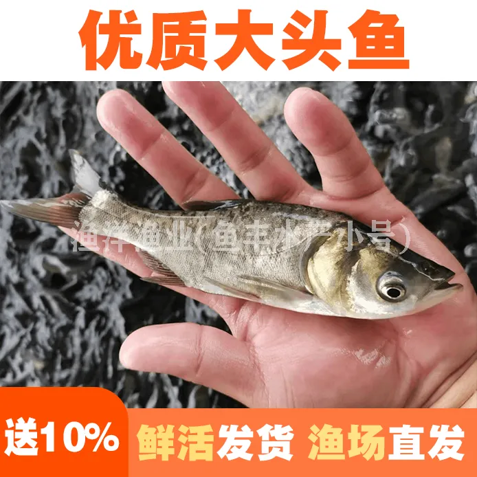 花鲢鱼大头鱼鳙鱼雄鱼淡水养殖活体宠物观赏鱼好养包邮