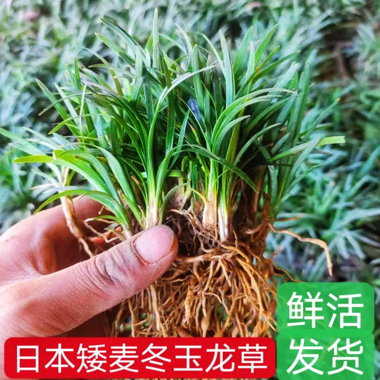 日本矮麦冬玉龙草四季常青庭院造景绿化工程苗耐寒耐阴免修剪鲜活