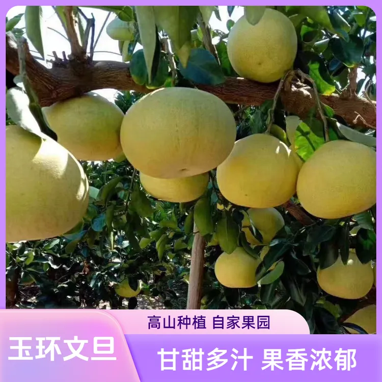 玉环文旦柚鲜嫩多汁果香浓郁高山种植自家果园新鲜采摘饱满特产