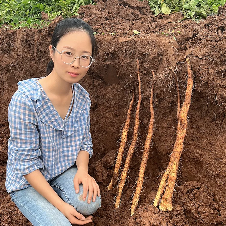 河南焦作温县铁棍山药正宗垆土地铁棍怀山药土特产3斤装-5斤装