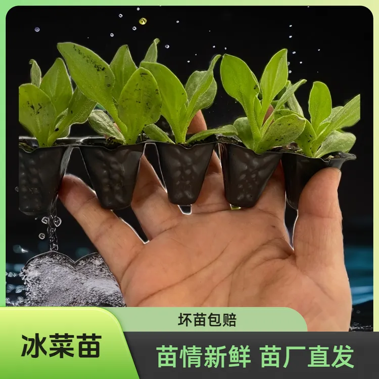 冰菜苗苗秧种子脆嫩更大颗粒高产栽种超大种植季节发货冬天菜种子