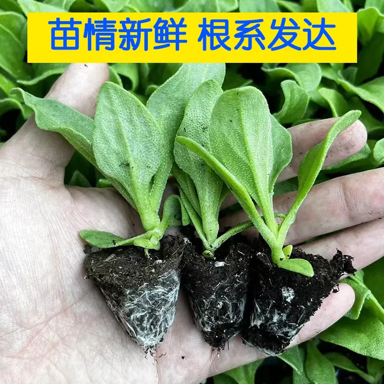 冰菜苗冰草秧脆嫩更大颗粒高产蔬菜超大种植冰菜秧苗冬天菜种子