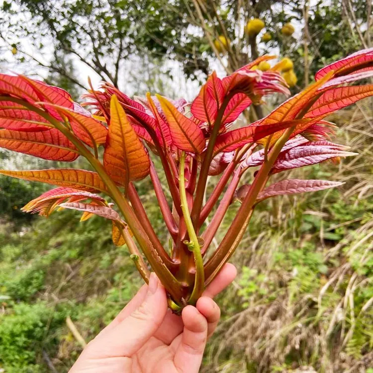 香椿种子红油香椿种子高产四季食用香椿树种子庭院阳台红香椿种籽
