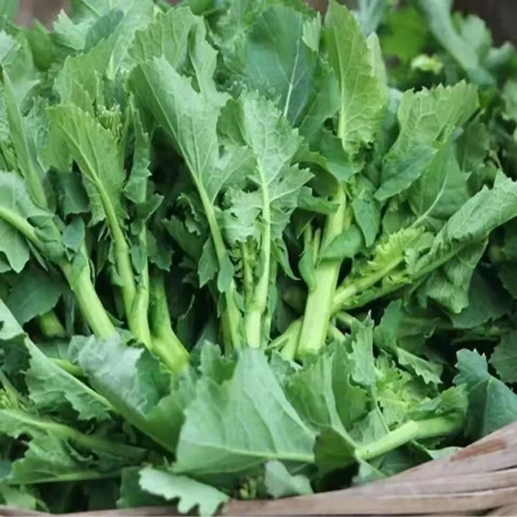 油菜苔种子 食用油菜种籽 早熟油菜薹种籽 芸苔 菜台四季蔬菜种孑
