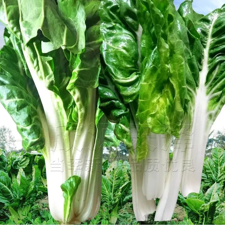 四季牛皮菜 厚皮菜种籽根达菜种子 四川牛皮菜种籽大叶白牛皮菜种
