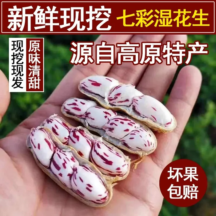 云南新鲜七彩花生湿花生带壳生花生1斤现挖现发五彩花生2025新货
