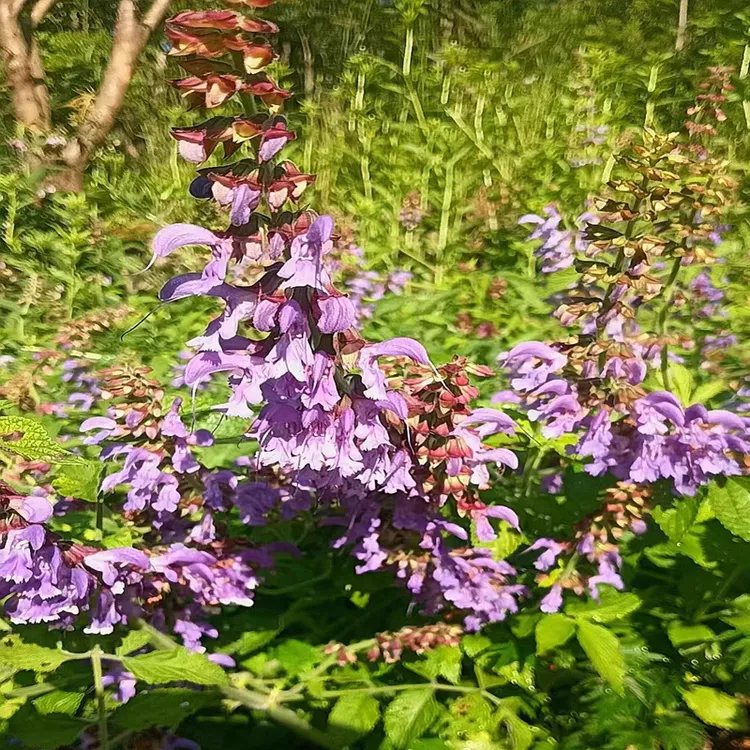 紫花 丹参 一年苗多年生草本花卉阳台观赏植物