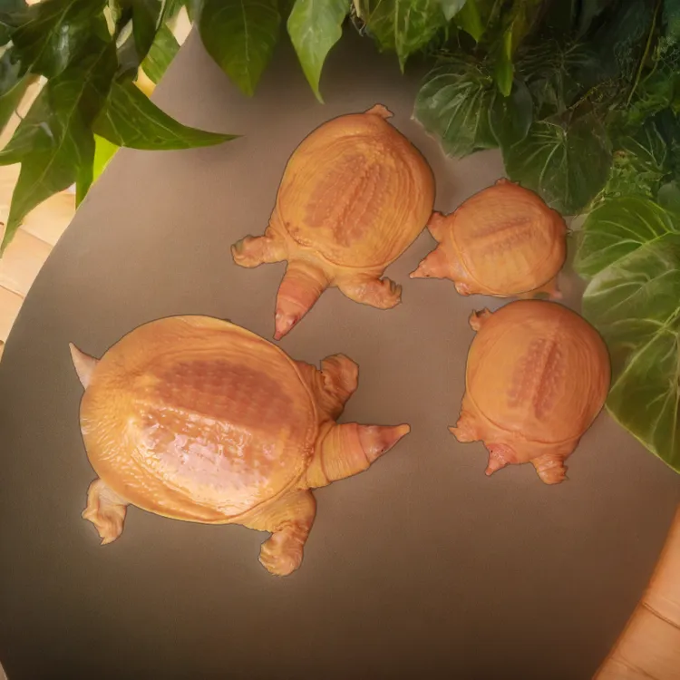 深色黄金甲鱼黄金鳖深水龟黄化甲鱼冷水养殖观赏甲鱼鱼鳖龟鳖混养