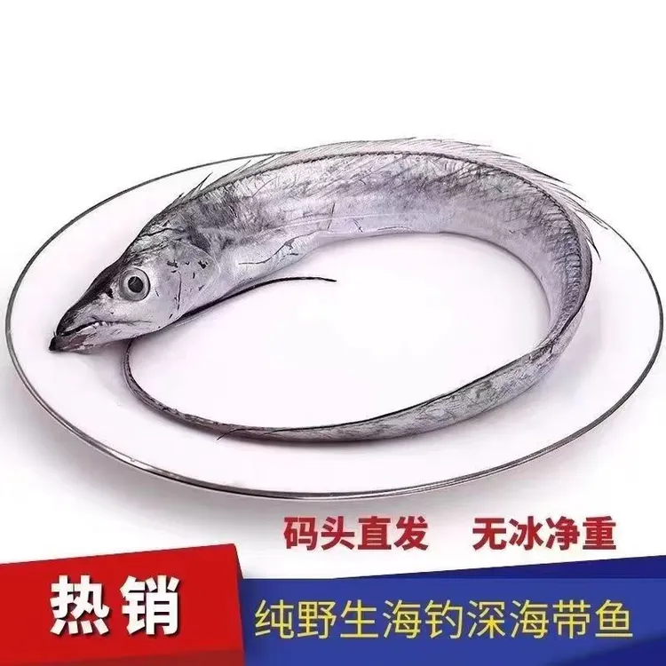 【海钓带鱼】 3-5两一条 发货12到15条 顺丰冷链发货鲜活海钓非舟山