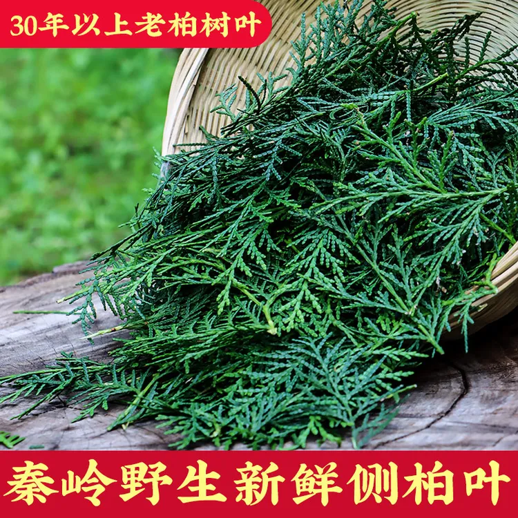 93秦岭野山新鲜侧柏叶叶煮水洗头养发干侧柏叶口可搭配桑叶生姜