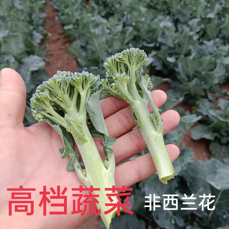西兰苔新鲜湖北露天时令新鲜蔬菜口感鲜嫩清甜并非西兰花3斤4斤