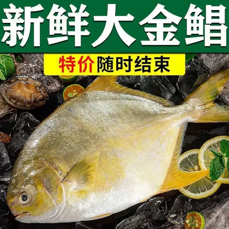 深海大金鲳鱼5条(每条400-500克有冰衣)新鲜速冻连云港发货