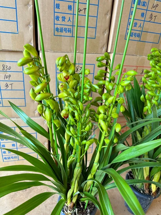 “玉玲珑”多支箭 大花蕙兰盆栽年宵花室内观赏花卉绿