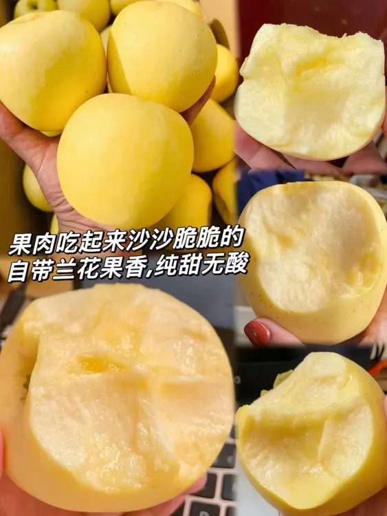 正宗黄金维纳斯苹果现摘现发 香脆甘甜 当季新鲜苹果 坏果包赔