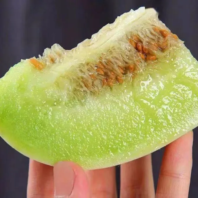 当季甜瓜 南汇玉菇甜瓜 10斤礼盒装 江浙沪包邮