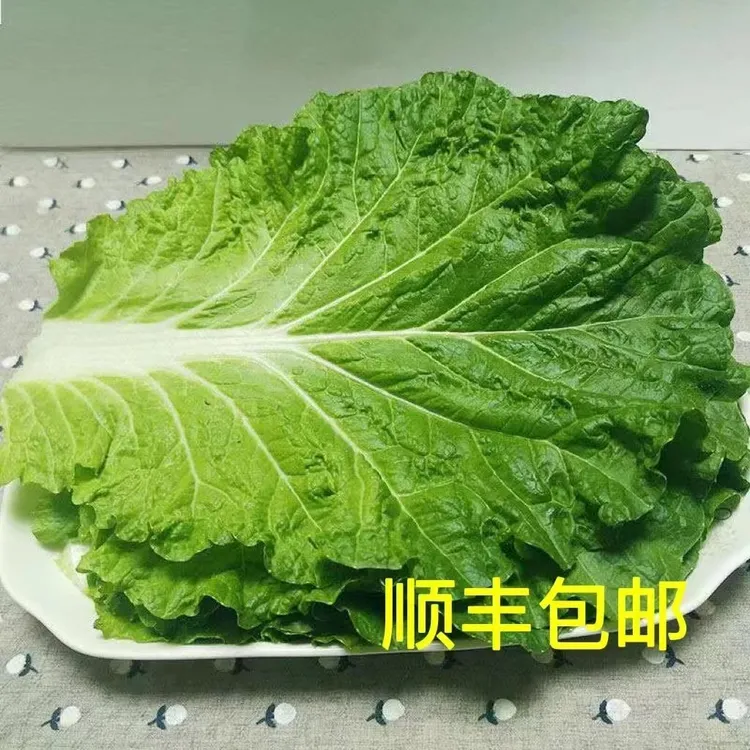 东北吉林饭包叶白菜叶10片 20片送酱 500g（顺丰陆运泡沫保鲜）