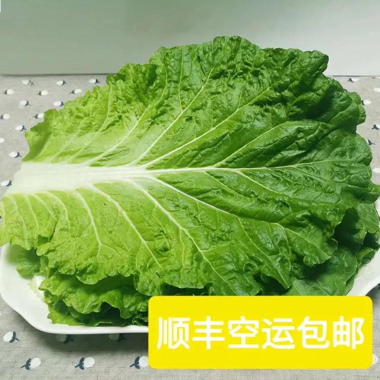 东北吉林饭包叶白菜叶10片 20片送酱 500g（顺丰空运泡沫冰袋保鲜）