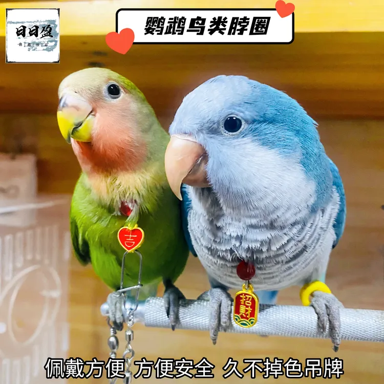 鹦鹉脖套虎皮牡丹玄凤鸟用脖圈链子小太阳和尚吸蜜站架链外出绳子