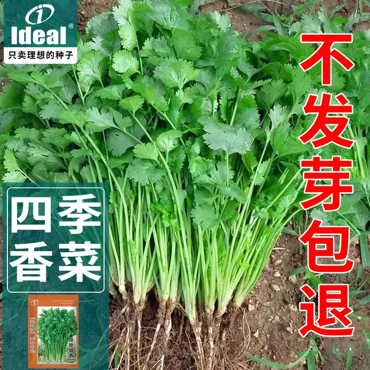 IDEAL四季大叶香菜种籽芫荽种子农家老品种耐热抗寒蔬菜种子大全