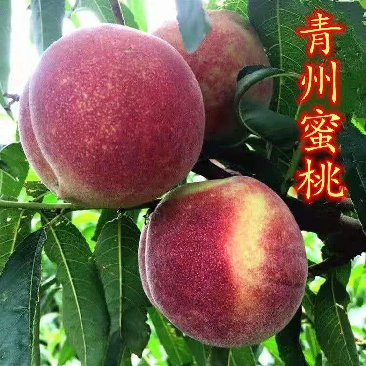 青州蜜桃树苗嫁接桃树苗脆甜桃子树苗南方北方四季种植当年结果苗