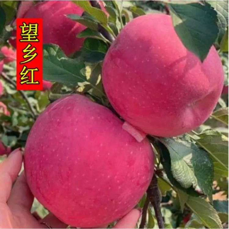 当年结果望乡红苹果苗嫁接苹果树苗盆栽地栽南方北方种植果树果苗
