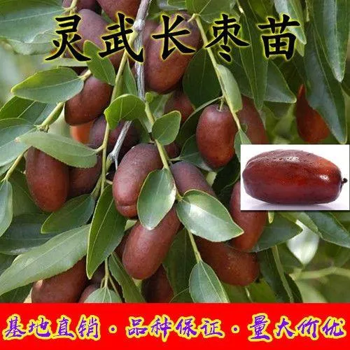 新品种宁夏灵武长枣树苗当年结果南北种植嫁接正宗灵武长枣树苗